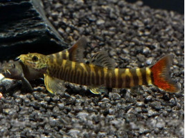 Шистура манерті