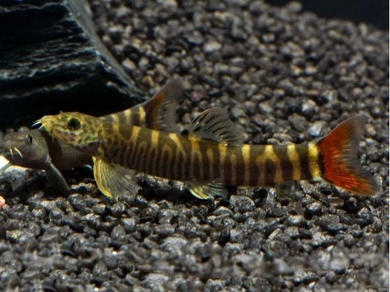 Шистура манерті