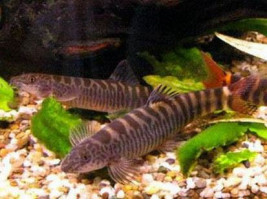 Шистура манерті