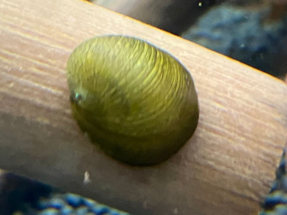 Неретина шолом