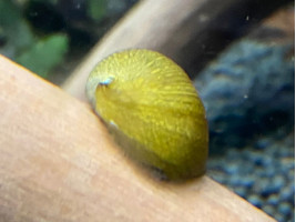 Неретина шолом