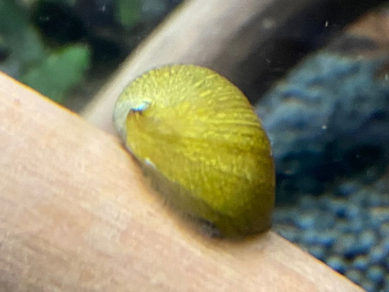 Неретина шолом