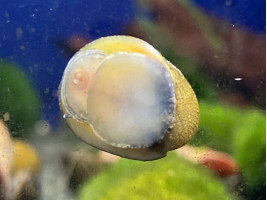 Неретина шолом