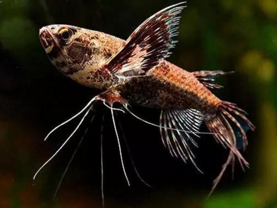 Пантодон (лат. Pantodon buchholzi, англ. African Butterfly Fish, Freshwater Butterflyfish)