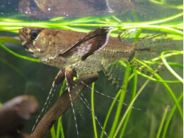 Пантодон (лат. Pantodon buchholzi, англ. African Butterfly Fish, Freshwater Butterflyfish)