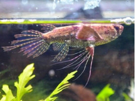 Пантодон (лат. Pantodon buchholzi, англ. African Butterfly Fish, Freshwater Butterflyfish)