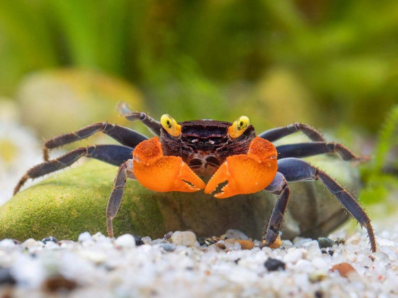 Краб вампир (Geosesarma sp. “Vampire Crab”)