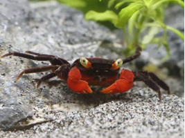 Краб вампир (Geosesarma sp. “Vampire Crab”)