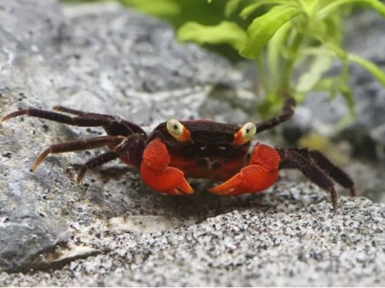 Краб вампир (Geosesarma sp. “Vampire Crab”)