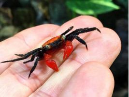 Краб вампир (Geosesarma sp. “Vampire Crab”)