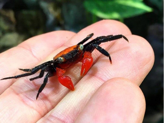 Краб вампир (Geosesarma sp. “Vampire Crab”)