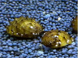 Неретина Ёжик (Neritina sp. Hedgehog)