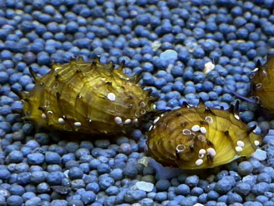 Неретина Ёжик (Neritina sp. Hedgehog)