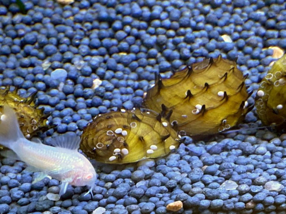 Неретина Ёжик (Neritina sp. Hedgehog)