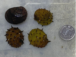 Неретина Ёжик (Neritina sp. Hedgehog)