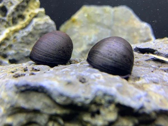 Неритина Чёрный Шлем (Neretina Black Helmet)