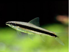 Рыбка Сиамский водорослеед (Crossocheilus siamensis или SАЕ - Siamese Algae Eater)