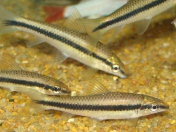 Рыбка Сиамский водорослеед (Crossocheilus siamensis или SАЕ - Siamese Algae Eater)
