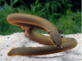 Каламоихт калабарский - риба змея  (лат. Calamoichthys calabaricus, snakefish)