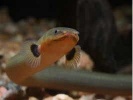 Каламоихт калабарский - риба змея  (лат. Calamoichthys calabaricus, snakefish)