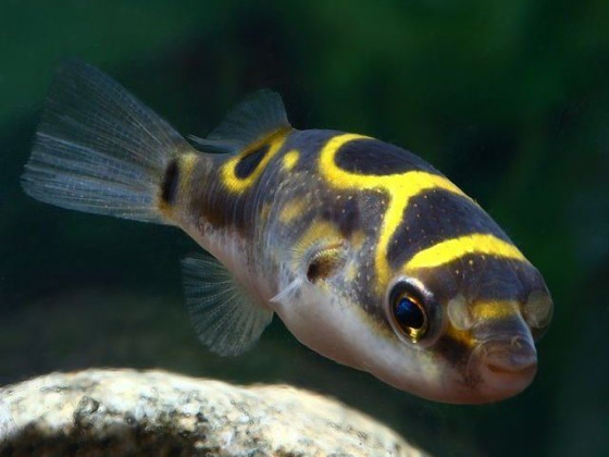 Тетрадон восьмерка (лат. Tetraodon biocellatus, англ Eyespot pufferfish, Figure Eight Puffer)