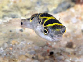 Тетрадон вісімка (лат. Tetraodon biocellatus, англ Eyespot pufferfish, Figure Eight Puffer)
