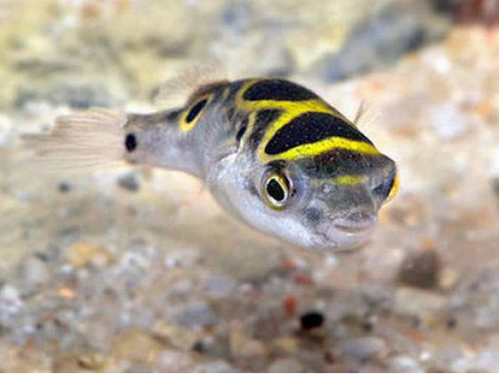 Тетрадон восьмерка (лат. Tetraodon biocellatus, англ Eyespot pufferfish, Figure Eight Puffer)