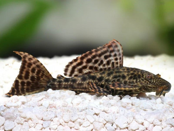 Плекостомус сом (Hypostomus plecostomus)