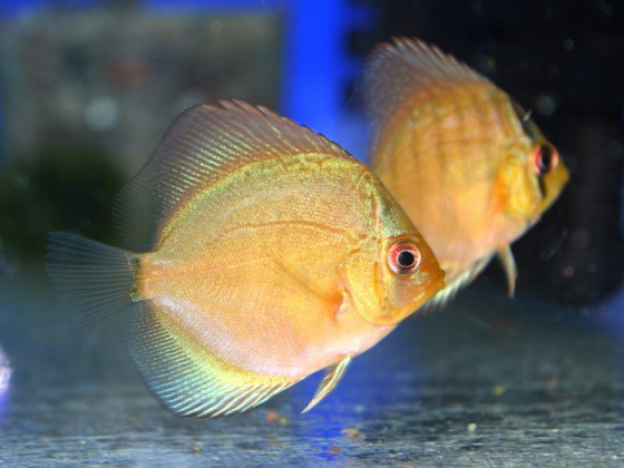 Дискус (лат. Symphysodon discus, дискус звичайний)