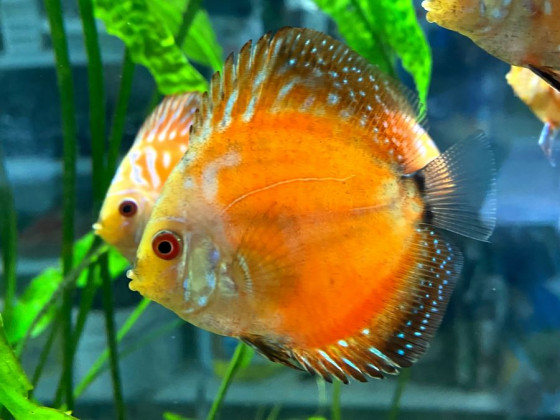 Дискус (лат. Symphysodon discus, дискус обыкновенный) Дискус (лат. Symphysodon discus, дискус обыкновенный)
