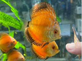 Дискус (лат. Symphysodon discus, дискус обыкновенный)