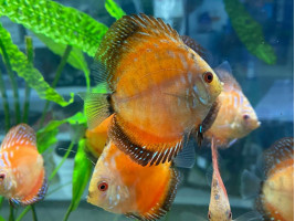 Дискус (лат. Symphysodon discus, дискус обыкновенный)