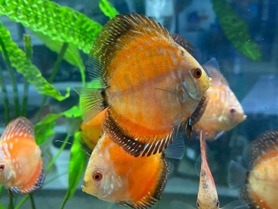 Дискус (лат. Symphysodon discus, дискус обыкновенный) Дискус (лат. Symphysodon discus, дискус обыкновенный)