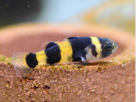 Бичок бджілка (лат. Brachygobius doriae, англ. Bumblebee Goby, Bumblebee fish)