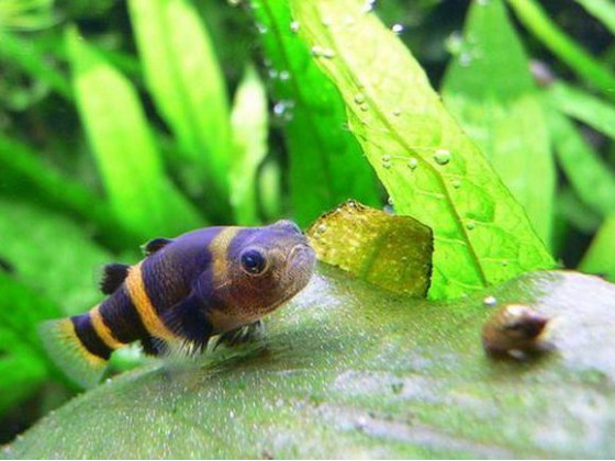 Бычок пчелка (лат. Brachygobius doriae, англ. Bumblebee Goby, Bumblebee fish)