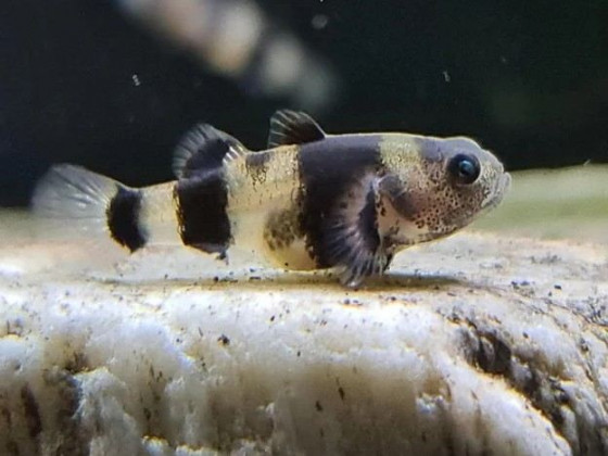 Бичок бджілка (лат. Brachygobius doriae, англ. Bumblebee Goby, Bumblebee fish)