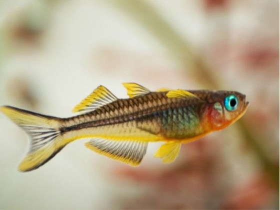 Попондетта Фурката (лат. Pseudomugil furcatus, англ forktail blue-eye)