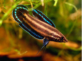 Лакричный гурами, гурами Дайсснера ( лат. Parosphromenus deissneri, англ. Licorice Gourami) миниатюрная  рыбка