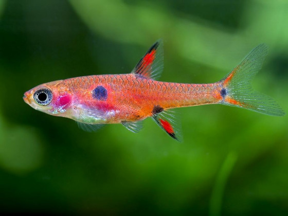 Расбора макулата или карликовая расбора