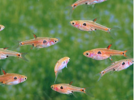 Расбора макулата или карликовая расбора