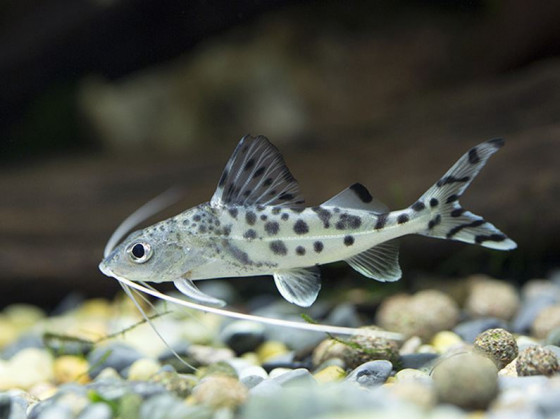 Пимелодус ангел или Пимелодус пиктус или Пимелодус расписной