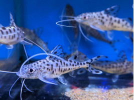 Пимелодус ангел или Пимелодус пиктус или Пимелодус расписной