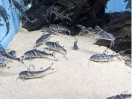 Пимелодус ангел или Пимелодус пиктус или Пимелодус расписной