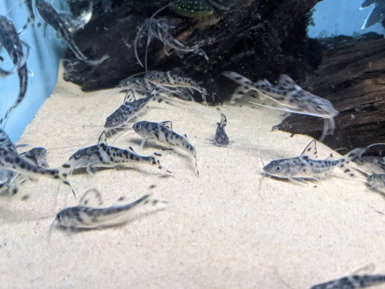 Пимелодус ангел или Пимелодус пиктус или Пимелодус расписной