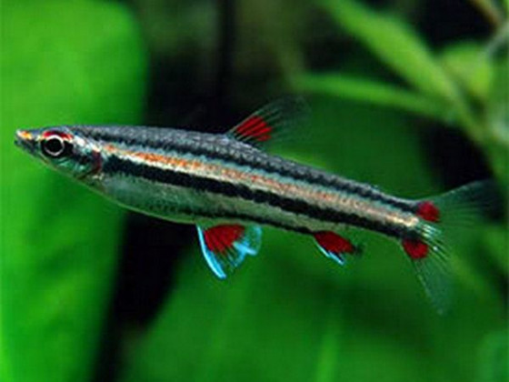 Нанностомус трехполосый или трифасциатус