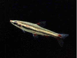Нанностомус трехполосый или трифасциатус