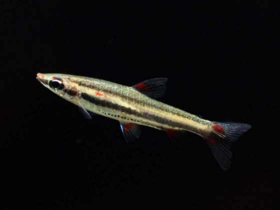 Нанностомус трехполосый или трифасциатус