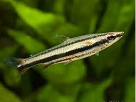 Нанностомус трехполосый или трифасциатус