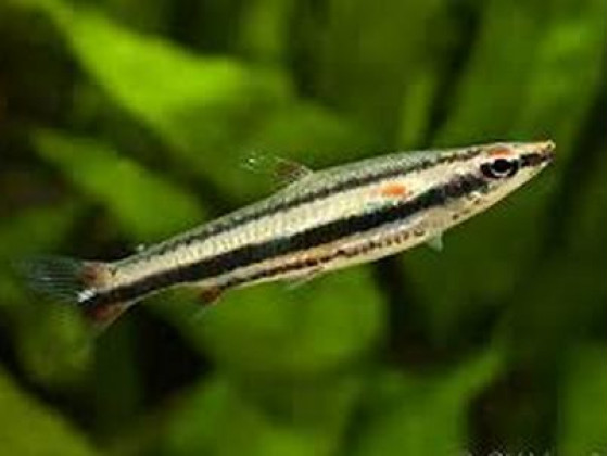 Нанностомус трехполосый или трифасциатус