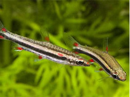 Нанностомус трехполосый или трифасциатус